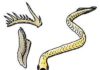 The first predators and their self-repairing teeth euconodonts