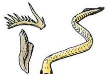 The first predators and their self-repairing teeth euconodonts
