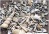 The walking dead: Fossils on the move can distort patterns of mass extinctions fossil mollusks