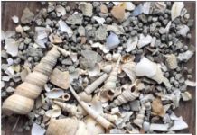 The walking dead: Fossils on the move can distort patterns of mass extinctions fossil mollusks