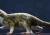 Tiny fossils reveal how shrinking was essential for successful evolution Morganucodon