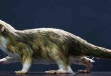 Tiny fossils reveal how shrinking was essential for successful evolution Morganucodon