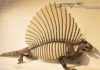 What makes a mammal a mammal? Edaphosaurus