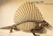 What makes a mammal a mammal? Edaphosaurus