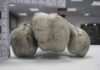 “World’s Largest Bird” Ancient bird bones redate human activity in Madagascar by 6,000 years tarsometatarsus
