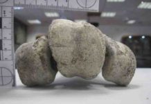 “World’s Largest Bird” Ancient bird bones redate human activity in Madagascar by 6,000 years tarsometatarsus