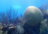 130-year-old brain coral reveals encouraging news for open ocean The calcium carbonate skeleton of this living brain coral (Diploria labyrinthiformis) was evaluated for this study.