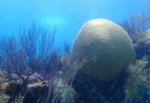 130-year-old brain coral reveals encouraging news for open ocean The calcium carbonate skeleton of this living brain coral (Diploria labyrinthiformis) was evaluated for this study.