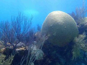 The calcium carbonate skeleton of this living brain coral (Diploria labyrinthiformis) was evaluated for this study. 