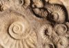 Paleontologists discovered six new species in the East African Rift Ammonite Fossil