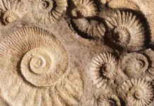 Paleontologists discovered six new species in the East African Rift Ammonite Fossil
