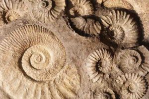 Ammonite Fossil