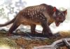 Climate change the likely killer of Australian marsupial lion Thylacoleo carnifex