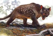 Climate change the likely killer of Australian marsupial lion Thylacoleo carnifex