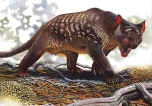 Thylacoleo carnifex