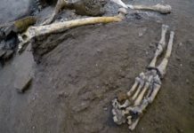 Dig at Italy’s Pompeii volcanic site yields 5 skeletons The remains of skeletons that were found in the Pompeii archaeological site, Italy, Wednesday, Oct. 24, 2018. The Italian news agency ANSA says new excavations in the ancient buried city of Pompeii have yielded the undisturbed skeletons of people who had taken refuge from the eruption of Mount Vesuvius in A.D.79. The director of the Pompeii archaeological site, Massimo Osanna, told ANSA on Wednesday the skeletons, believed to be two women and three children, were still intact, having been left undisturbed despite looting at the site centuries ago.