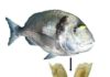 Extensive trade in fish between Egypt and Canaan 3,500 years ago Jaw with a durophagous dentition consisting of teeth with thick enamel of the gilthead sea bream (Sparus aurata): The large molariform tooth was used for oxygen isotope analysis and to estimate the size of the fish.