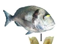 Extensive trade in fish between Egypt and Canaan 3,500 years ago Jaw with a durophagous dentition consisting of teeth with thick enamel of the gilthead sea bream (Sparus aurata): The large molariform tooth was used for oxygen isotope analysis and to estimate the size of the fish.