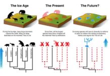 Mammals cannot evolve fast enough to escape current extinction crisis An illustration of how the smaller mammals will have to evolve and diversify over the next 3-5 million years to make up for the loss of the large mammals.