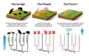 An illustration of how the smaller mammals will have to evolve and diversify over the next 3-5 million years to make up for the loss of the large mammals.