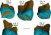 Neanderthal-like features in 450,000-year-old fossil teeth from the Italian Peninsula This is a virtual rendering of the Visogliano and Fontana Ranuccio teeth.