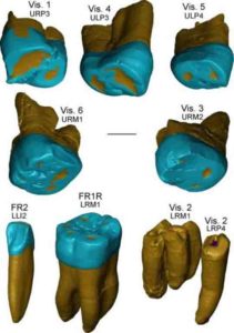 This is a virtual rendering of the Visogliano and Fontana Ranuccio teeth.