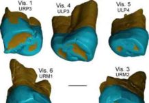 Neanderthal-like features in 450,000-year-old fossil teeth from the Italian Peninsula This is a virtual rendering of the Visogliano and Fontana Ranuccio teeth.