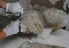 New Pompeii evidence rewrites Vesuvius eruption history One of the petrified remains of a victim of the eruption of Vesuvius volcano in 79 BC