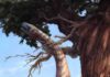 Newly described fossils could help reveal why some dinos got so big Sarahsaurus aurifontanalis