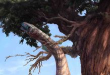 Newly described fossils could help reveal why some dinos got so big Sarahsaurus aurifontanalis