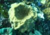 An underwater picture of the modern demosponge species Rhabdastrella globostellata