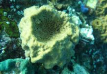 Oldest evidence for animals An underwater picture of the modern demosponge species Rhabdastrella globostellata