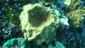 An underwater picture of the modern demosponge species Rhabdastrella globostellata