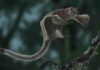 Oldest fossil of a flying squirrel sheds new light on its evolutionary tree flying squirrel Miopetaurista neogrivensis.