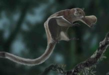 Oldest fossil of a flying squirrel sheds new light on its evolutionary tree flying squirrel Miopetaurista neogrivensis.
