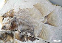 Piranha-like specimen, 150 million years old, is earliest known flesh-eating fish piranha-like fish