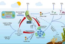 Scientists propose that vibrios have significant roles in marine organic carbon cycle T, temperature; S, salinity; P, phosphate; N, nitrogen salt; Si, silicate; E, extracellular enzyme; POC, particulate organic carbon; DOC, dissolved organic carbon. Credit: ©Science China Press