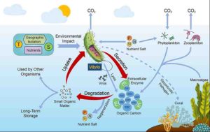 T, temperature; S, salinity; P, phosphate; N, nitrogen salt; Si, silicate; E, extracellular enzyme; POC, particulate organic carbon; DOC, dissolved organic carbon. Credit: ©Science China Press