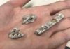 Smallest ever Tylosaurus fossil sheds light on species Tylosaurus fossil