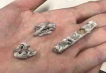 Smallest ever Tylosaurus fossil sheds light on species Tylosaurus fossil