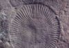 Special journal issue looks for new clues about old life Dickinsonia costata