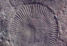 Special journal issue looks for new clues about old life Dickinsonia costata