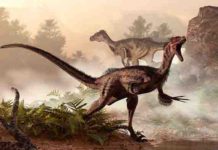 ‘Superlungs’ gave dinosaurs the energy to run and fight Dinosaurs