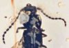 Tiny beetle trapped in amber might show how landmasses shifted The fossil beetle, Propiestus archaicus, preserved in amber.