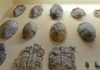 Tortoise evolution: How did they become so big? Fossil tortoise