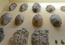 Tortoise evolution: How did they become so big? Fossil tortoise