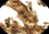 A toast to the proteins in dinosaur bones Dinosaur blood vessel with adjacent bone matrix that still contains bone cells.