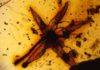 Ancient flower fossil points to core eudicot boom 99 million years ago Lijinganthus revoluta