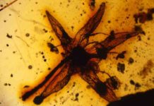 Ancient flower fossil points to core eudicot boom 99 million years ago Lijinganthus revoluta