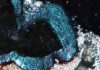 Chew on this: Two new studies reveal secrets of early dinosaur and mammal tooth evolution The wavy appearance of the enamel of Changchunsaurus in thin section and under cross-polarized light.